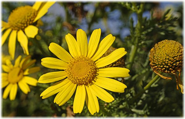 Glebionis coronaria