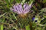 Jurinella moschus ssp pinnatisecta