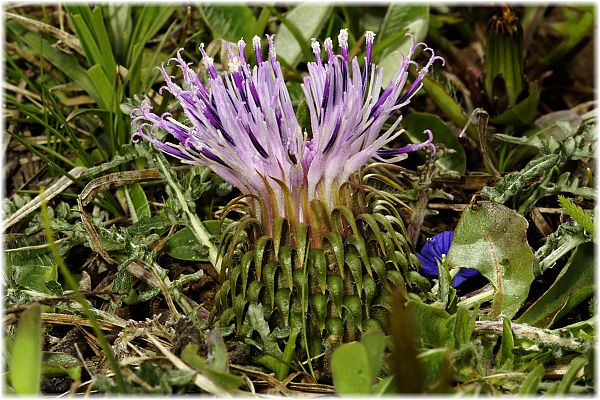 Jurinella moschus ssp pinnatisecta