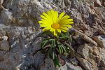 Pallenis maritima