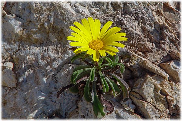 Pallenis maritima