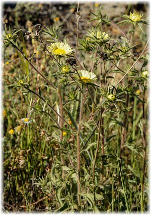 Pallenis spinosa