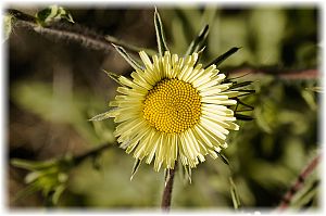 Pallenis spinosa