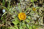 Pallenis spinosa