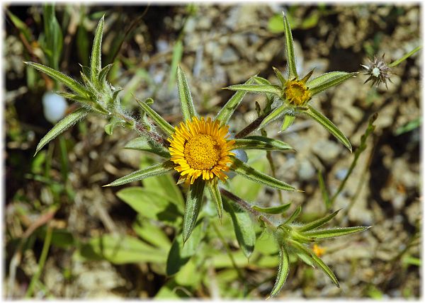 Pallenis spinosa