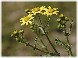 Senecio vernalis