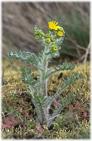 Senecio vernalis