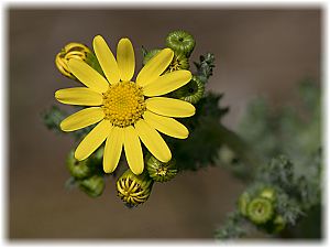 Senecio vernalis