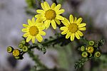Senecio vernalis
