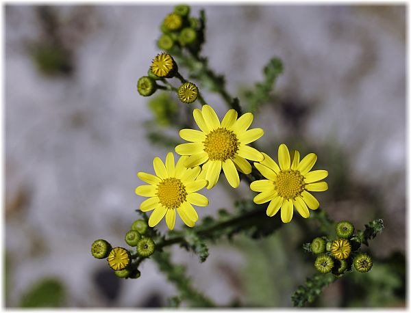 Senecio vernalis