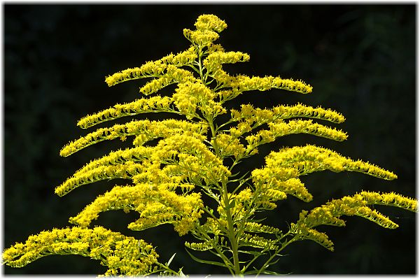 Solidago canadensis