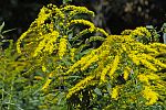 Solidago canadensis