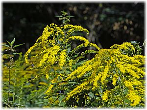 Solidago canadensis