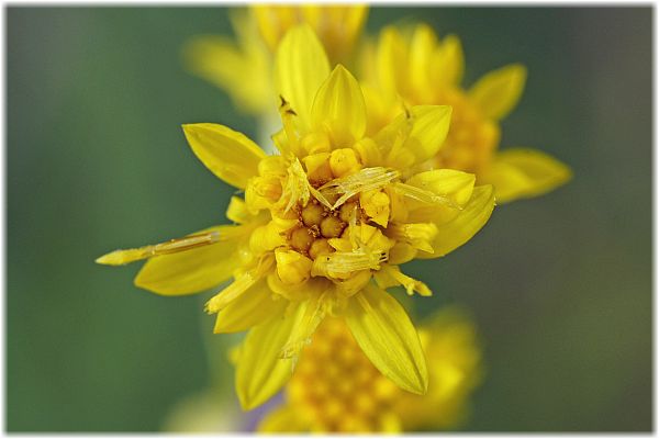 Solidago graminifolia