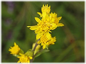 Solidago graminifolia