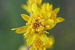 Solidago graminifolia