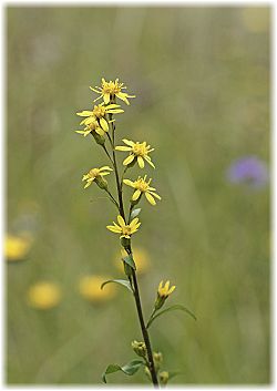 Solidago graminifolia