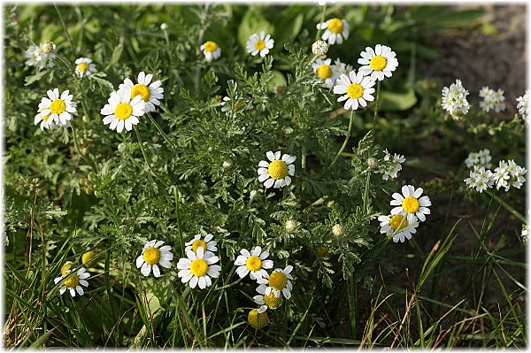 Tanacetum parthenium