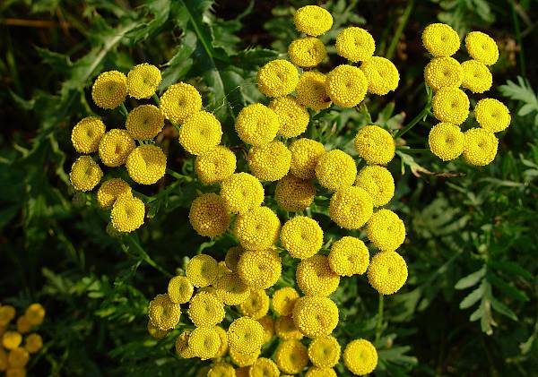 Tanacetum vulgare