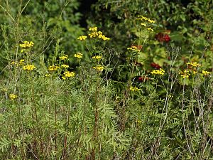 Tanacetum vulgare