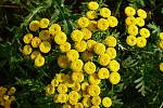 Tanacetum vulgare