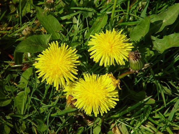 Taraxacum officinale