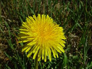 Taraxacum officinale