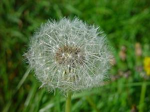 Taraxacum officinale