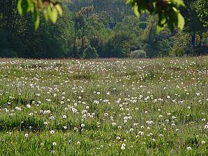 Taraxacum officinale