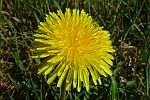 Taraxacum officinale