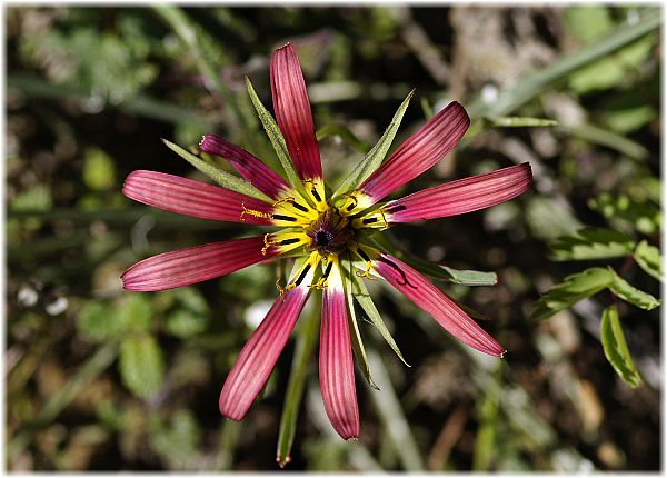 Tragopogon coloratus