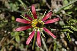 Tragopogon coloratus