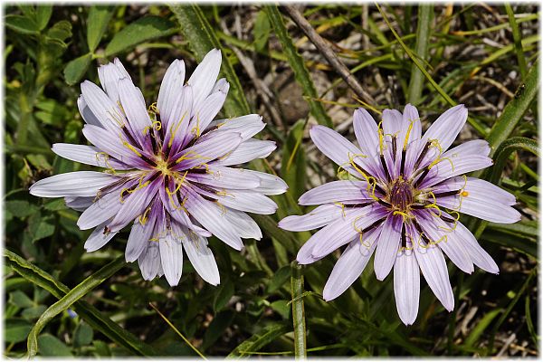 Tragopogon longirostris