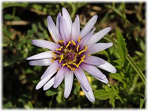 Tragopogon longirostris