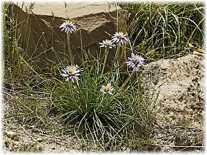 Tragopogon longirostris