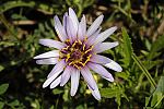 Tragopogon longirostris