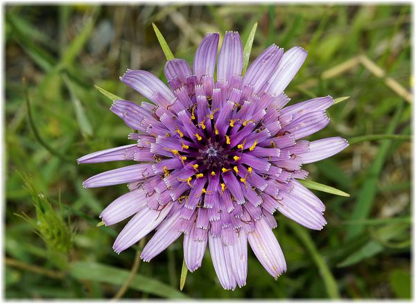 Tragopogon porrifolius