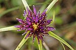Tragopogon porrifolius