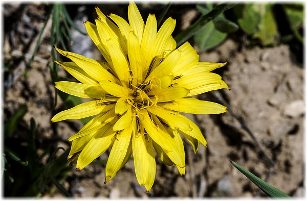 Tragopogon pratensis