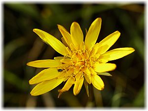 Tragopogon pratensis