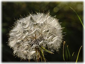 Tragopogon pratensis