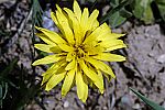 Tragopogon pratensis
