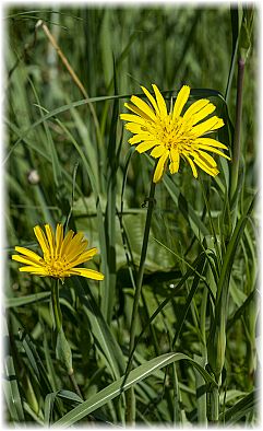 Tragopogon pratensis