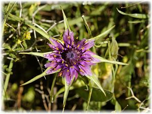 Tragopogon sinuatus