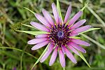 Tragopogon sinuatus