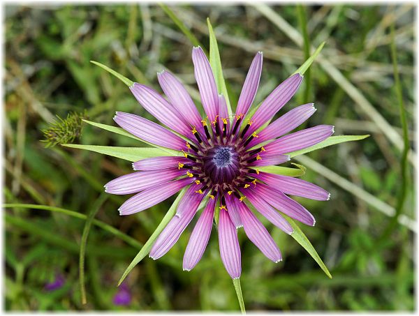 Tragopogon sinuatus