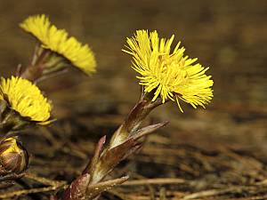 Tussilago farfara