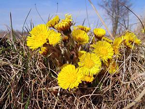 Tussilago farfara