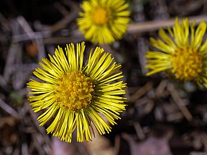 Tussilago farfara