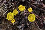 Tussilago farfara